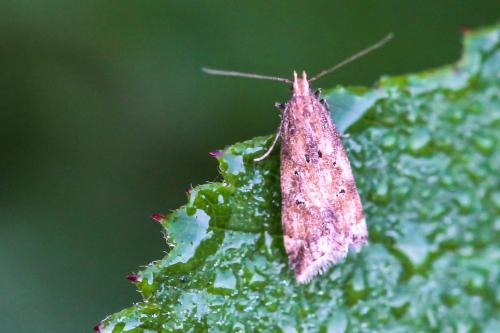 Brachmia blandella